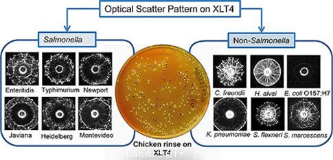 得益于新開發(fā)的激光傳感器，沙門氏菌檢測變得更加簡單